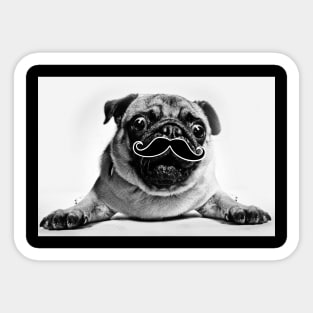 Cute Pug Mustache - Funny Dog Beard Gift Sticker